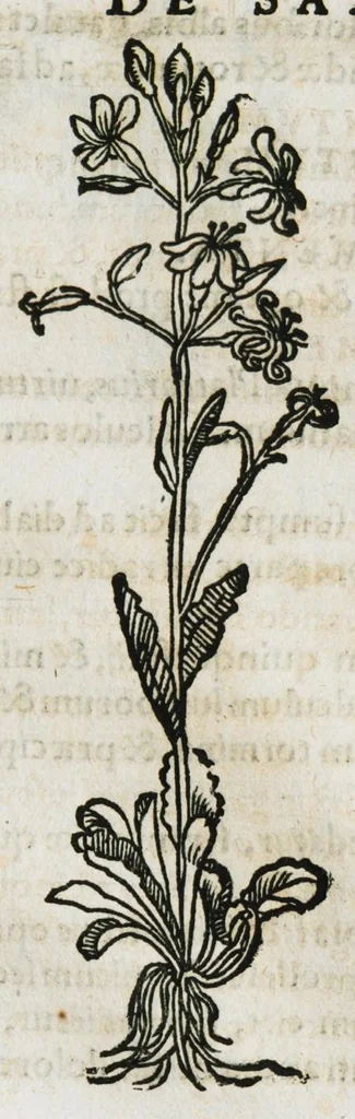 An illustration from Botanicon, continens herbarum, aliorumque simplicium, quorum usus in medicinis est, descriptiones et iconas ad vivum effigiatas : ex praecipuis tam Grecis quam Latinis Authoribus jam recens concinnatum ; Additis etiam, quae Neotericorum obseruationes & experientiae uel comprobarunt denuo, uel nuper inuenerunt/ Avt. Theodorico Dorstenio Medico, 1540, leaf 535