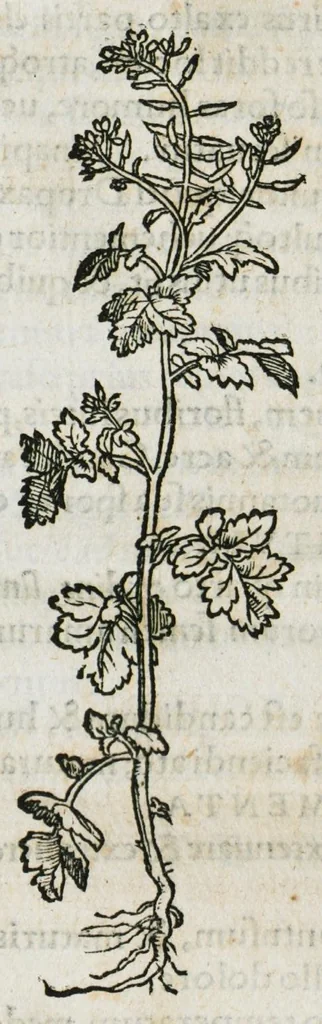 An illustration from Botanicon, continens herbarum, aliorumque simplicium, quorum usus in medicinis est, descriptiones et iconas ad vivum effigiatas : ex praecipuis tam Grecis quam Latinis Authoribus jam recens concinnatum ; Additis etiam, quae Neotericorum obseruationes & experientiae uel comprobarunt denuo, uel nuper inuenerunt/ Avt. Theodorico Dorstenio Medico, 1540, leaf 551