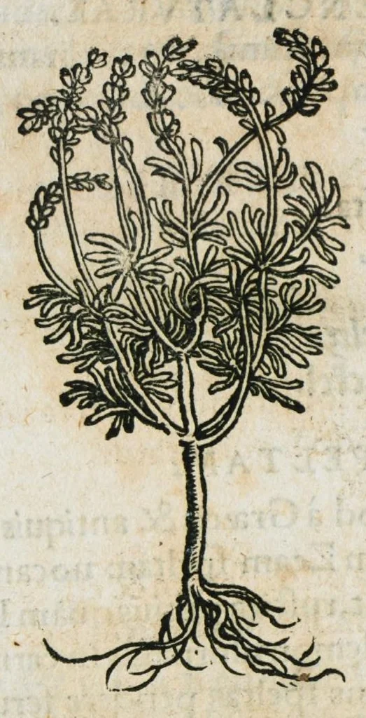 An illustration from Botanicon, continens herbarum, aliorumque simplicium, quorum usus in medicinis est, descriptiones et iconas ad vivum effigiatas : ex praecipuis tam Grecis quam Latinis Authoribus jam recens concinnatum ; Additis etiam, quae Neotericorum obseruationes & experientiae uel comprobarunt denuo, uel nuper inuenerunt/ Avt. Theodorico Dorstenio Medico, 1540, leaf 562