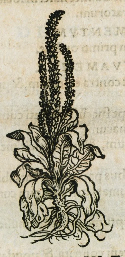 An illustration from Botanicon, continens herbarum, aliorumque simplicium, quorum usus in medicinis est, descriptiones et iconas ad vivum effigiatas : ex praecipuis tam Grecis quam Latinis Authoribus jam recens concinnatum ; Additis etiam, quae Neotericorum obseruationes & experientiae uel comprobarunt denuo, uel nuper inuenerunt/ Avt. Theodorico Dorstenio Medico, 1540, leaf 576