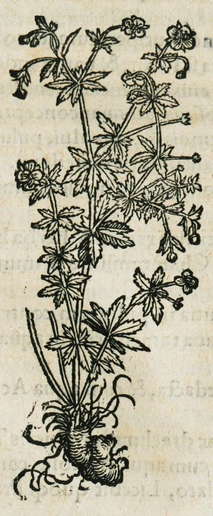 An illustration from Botanicon, continens herbarum, aliorumque simplicium, quorum usus in medicinis est, descriptiones et iconas ad vivum effigiatas : ex praecipuis tam Grecis quam Latinis Authoribus jam recens concinnatum ; Additis etiam, quae Neotericorum obseruationes & experientiae uel comprobarunt denuo, uel nuper inuenerunt/ Avt. Theodorico Dorstenio Medico, 1540, leaf 585