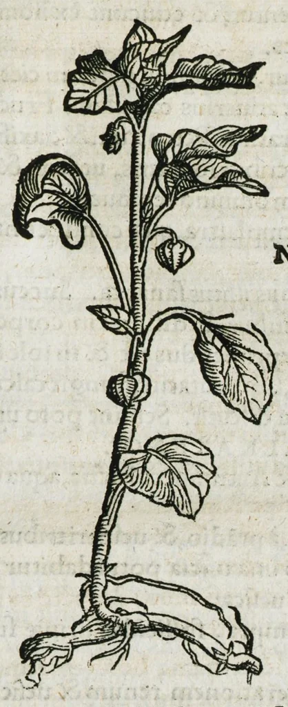 An illustration from Botanicon, continens herbarum, aliorumque simplicium, quorum usus in medicinis est, descriptiones et iconas ad vivum effigiatas : ex praecipuis tam Grecis quam Latinis Authoribus jam recens concinnatum ; Additis etiam, quae Neotericorum obseruationes & experientiae uel comprobarunt denuo, uel nuper inuenerunt/ Avt. Theodorico Dorstenio Medico, 1540, leaf 59