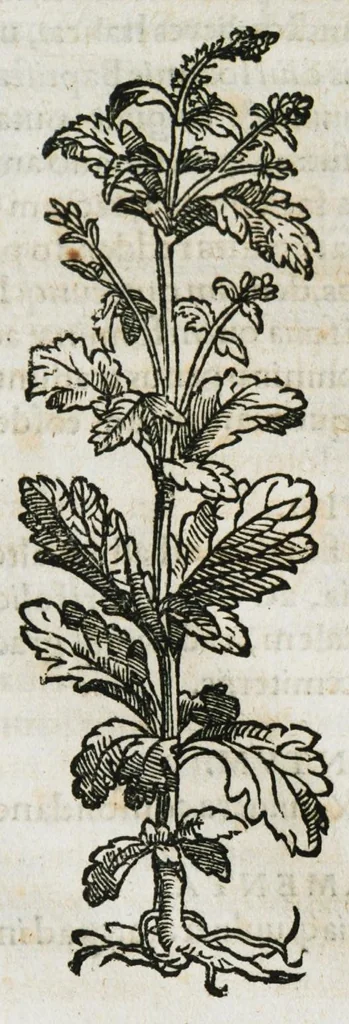 An illustration from Botanicon, continens herbarum, aliorumque simplicium, quorum usus in medicinis est, descriptiones et iconas ad vivum effigiatas : ex praecipuis tam Grecis quam Latinis Authoribus jam recens concinnatum ; Additis etiam, quae Neotericorum obseruationes & experientiae uel comprobarunt denuo, uel nuper inuenerunt/ Avt. Theodorico Dorstenio Medico, 1540, leaf 595