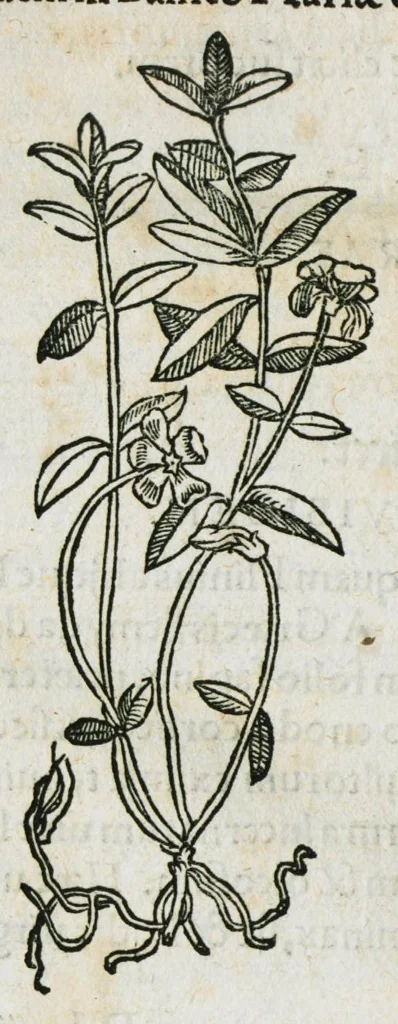 An illustration from Botanicon, continens herbarum, aliorumque simplicium, quorum usus in medicinis est, descriptiones et iconas ad vivum effigiatas : ex praecipuis tam Grecis quam Latinis Authoribus jam recens concinnatum ; Additis etiam, quae Neotericorum obseruationes & experientiae uel comprobarunt denuo, uel nuper inuenerunt/ Avt. Theodorico Dorstenio Medico, 1540, leaf 604