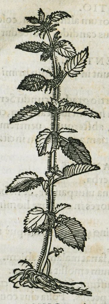 An illustration from Botanicon, continens herbarum, aliorumque simplicium, quorum usus in medicinis est, descriptiones et iconas ad vivum effigiatas : ex praecipuis tam Grecis quam Latinis Authoribus jam recens concinnatum ; Additis etiam, quae Neotericorum obseruationes & experientiae uel comprobarunt denuo, uel nuper inuenerunt/ Avt. Theodorico Dorstenio Medico, 1540, leaf 613