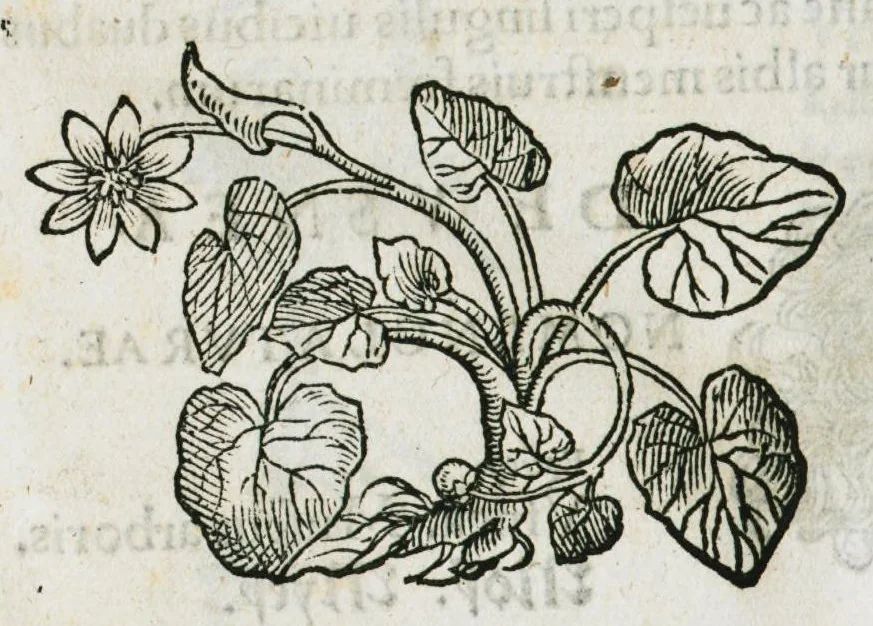 An illustration from Botanicon, continens herbarum, aliorumque simplicium, quorum usus in medicinis est, descriptiones et iconas ad vivum effigiatas : ex praecipuis tam Grecis quam Latinis Authoribus jam recens concinnatum ; Additis etiam, quae Neotericorum obseruationes & experientiae uel comprobarunt denuo, uel nuper inuenerunt/ Avt. Theodorico Dorstenio Medico, 1540, leaf 618