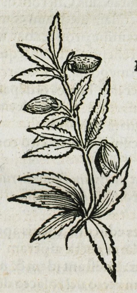 An illustration from Botanicon, continens herbarum, aliorumque simplicium, quorum usus in medicinis est, descriptiones et iconas ad vivum effigiatas : ex praecipuis tam Grecis quam Latinis Authoribus jam recens concinnatum ; Additis etiam, quae Neotericorum obseruationes & experientiae uel comprobarunt denuo, uel nuper inuenerunt/ Avt. Theodorico Dorstenio Medico, 1540, leaf 69