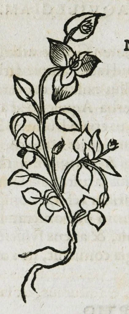 An illustration from Botanicon, continens herbarum, aliorumque simplicium, quorum usus in medicinis est, descriptiones et iconas ad vivum effigiatas : ex praecipuis tam Grecis quam Latinis Authoribus jam recens concinnatum ; Additis etiam, quae Neotericorum obseruationes & experientiae uel comprobarunt denuo, uel nuper inuenerunt/ Avt. Theodorico Dorstenio Medico, 1540, leaf 84