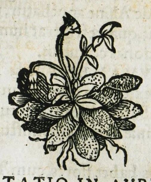 An illustration from Botanicon, continens herbarum, aliorumque simplicium, quorum usus in medicinis est, descriptiones et iconas ad vivum effigiatas : ex praecipuis tam Grecis quam Latinis Authoribus jam recens concinnatum ; Additis etiam, quae Neotericorum obseruationes & experientiae uel comprobarunt denuo, uel nuper inuenerunt/ Avt. Theodorico Dorstenio Medico, 1540, leaf 93