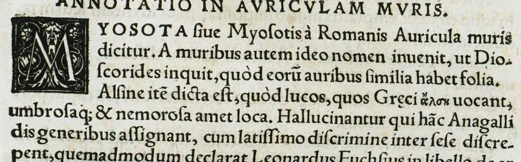 An illustration from Botanicon, continens herbarum, aliorumque simplicium, quorum usus in medicinis est, descriptiones et iconas ad vivum effigiatas : ex praecipuis tam Grecis quam Latinis Authoribus jam recens concinnatum ; Additis etiam, quae Neotericorum obseruationes & experientiae uel comprobarunt denuo, uel nuper inuenerunt/ Avt. Theodorico Dorstenio Medico, 1540, leaf 93