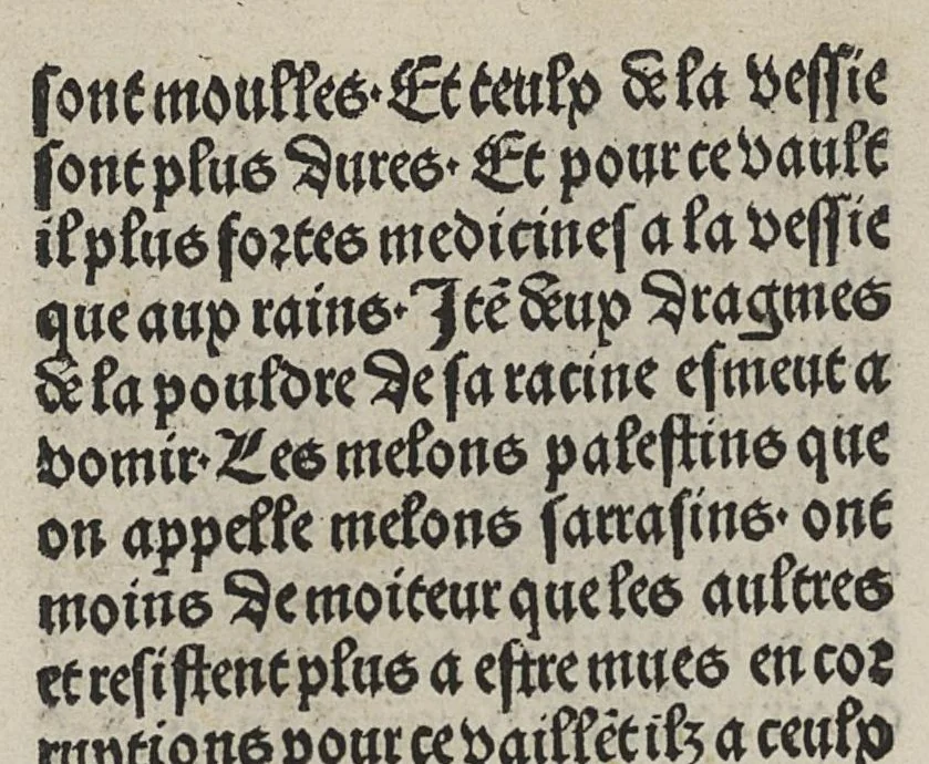 An illustration from Arbolayre contenant la qualitey et virtus, proprietey des herbes, arbres, gommes et semences, leaf 325