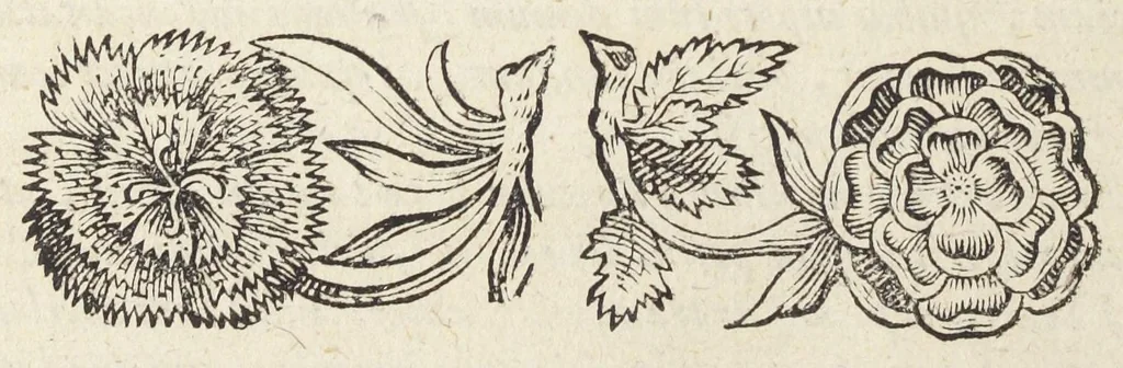 An illustration from Pharmacopoeiæ Augustanæ restitutæ ab ejus autore, Luca Schröckio, Luc. fil. medicinæ doctore, & in patriâ physico, suscepta defensio. Qua imprimis Dn. D. Friderici Hoffmanni argumentis, in clave pharmaceutica Schröderiana, contra prædictum dispensatorium, pro Zuelferi defensione, prolatis respondetur ; simulque cujusdam ficto nomine vocati Philonis Nasturtii postscriptum, & hanc respiciens Schmuziana antithesis excutitur., 1675, leaf 5