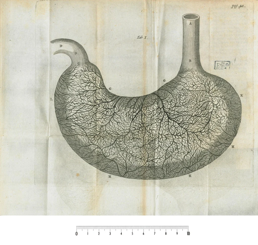 An illustration from Pharmaceutice rationalis, sive Diatriba de medicamentorum operationibus in humano corpore, authore Thoma Willis, M. D. In Univ. Oxon. Prof. Sedleiano, nec non coll. med. Lond. & Societ. Reg. socio. Editio postrema, prioribus emendatior., 1675, leaf 86