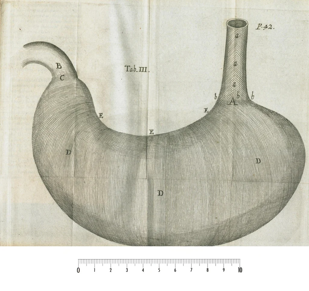An illustration from Pharmaceutice rationalis, sive Diatriba de medicamentorum operationibus in humano corpore, authore Thoma Willis, M. D. In Univ. Oxon. Prof. Sedleiano, nec non coll. med. Lond. & Societ. Reg. socio. Editio postrema, prioribus emendatior., 1675, leaf 93