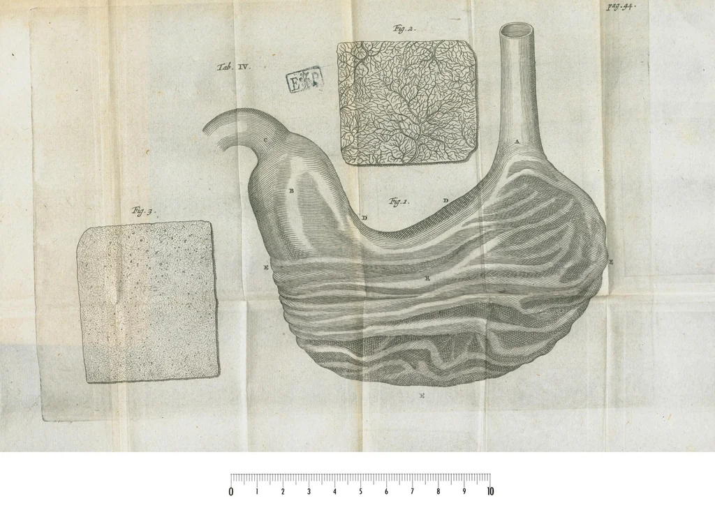 An illustration from Pharmaceutice rationalis, sive Diatriba de medicamentorum operationibus in humano corpore, authore Thoma Willis, M. D. In Univ. Oxon. Prof. Sedleiano, nec non coll. med. Lond. & Societ. Reg. socio. Editio postrema, prioribus emendatior., 1675, leaf 97