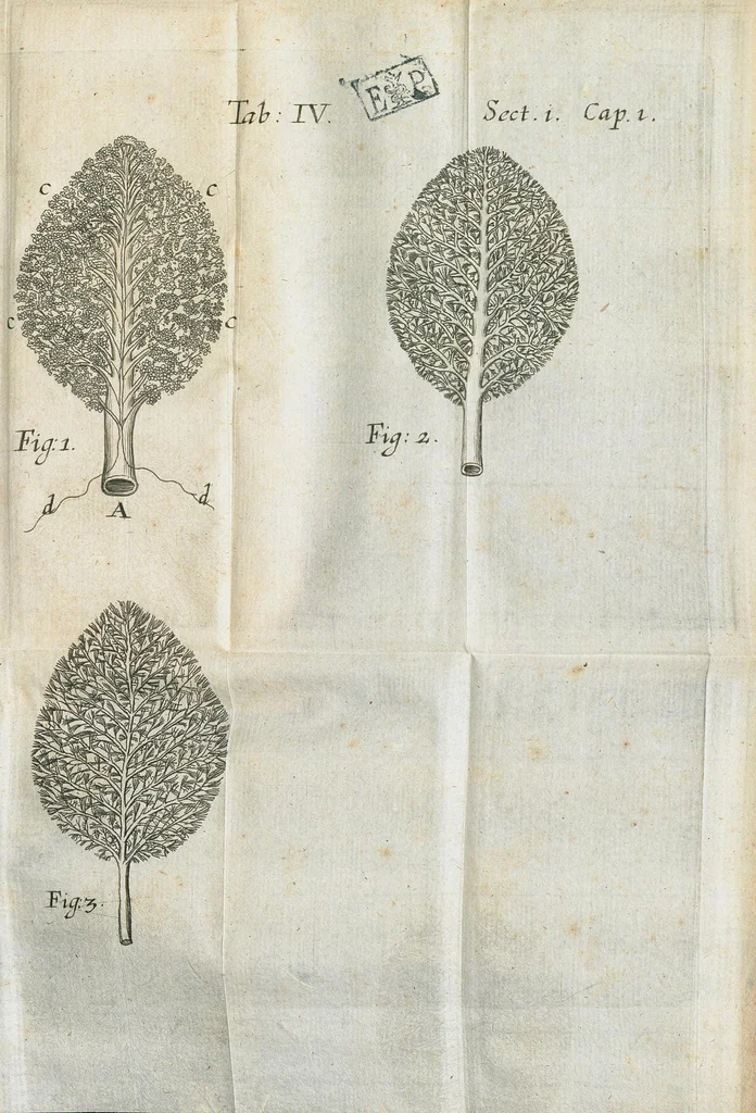 An illustration from Pharmaceutice rationalis, sive Diatriba de medicamentorum operationibus in humano corpore, authore Thoma Willis, M. D. In Univ. Oxon. Prof. Sedleiano, nec non coll. med. Lond. & Societ. Reg. socio. Editio postrema, prioribus emendatior., 1675, leaf 587