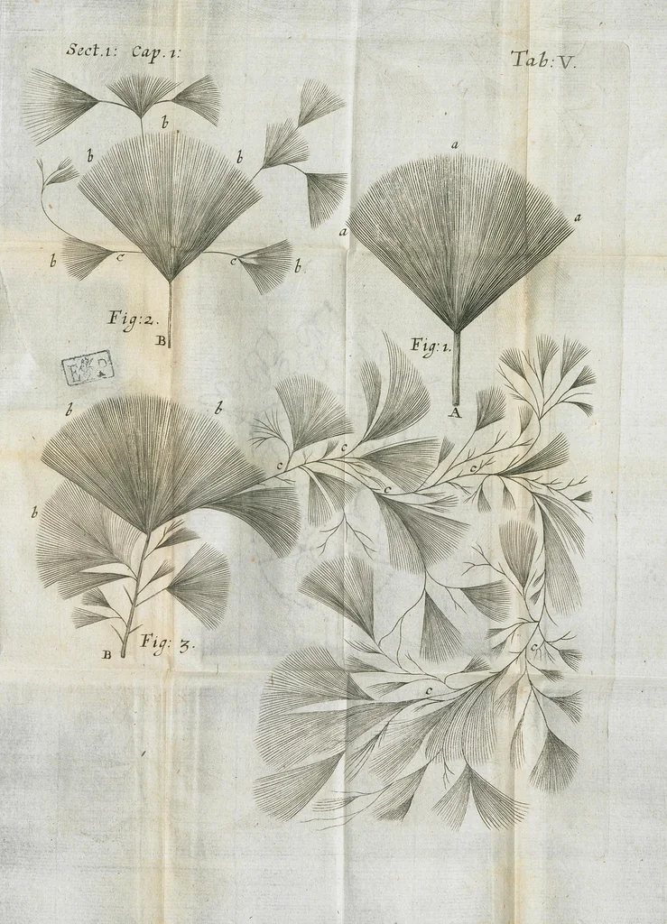 An illustration from Pharmaceutice rationalis, sive Diatriba de medicamentorum operationibus in humano corpore, authore Thoma Willis, M. D. In Univ. Oxon. Prof. Sedleiano, nec non coll. med. Lond. & Societ. Reg. socio. Editio postrema, prioribus emendatior., 1675, leaf 589