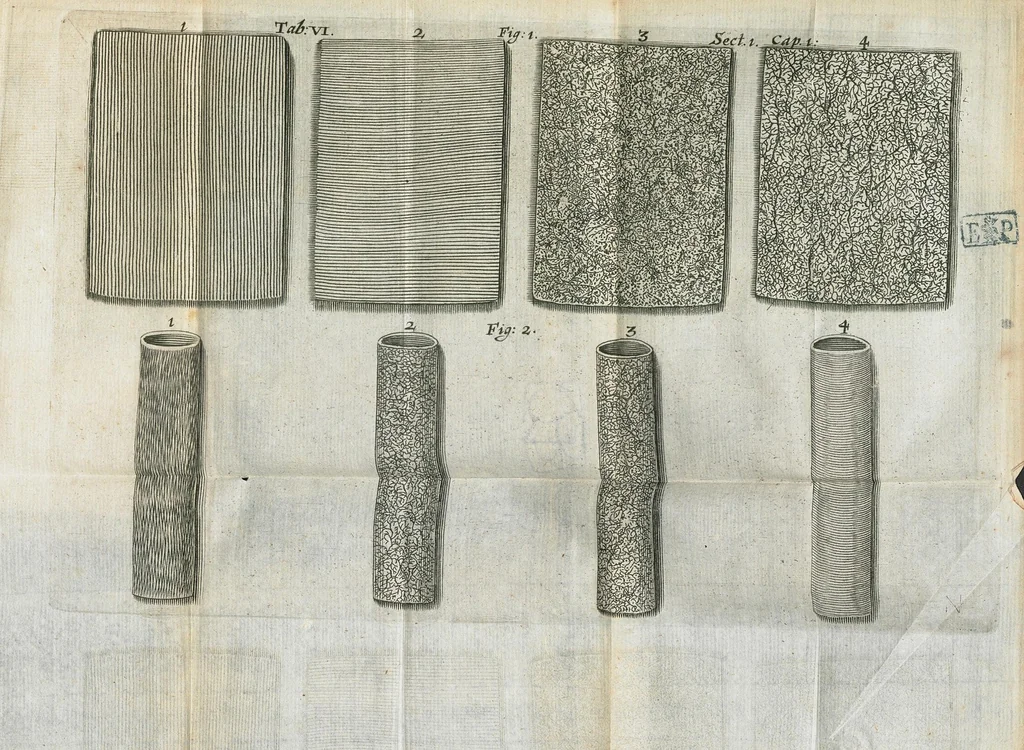 An illustration from Pharmaceutice rationalis, sive Diatriba de medicamentorum operationibus in humano corpore, authore Thoma Willis, M. D. In Univ. Oxon. Prof. Sedleiano, nec non coll. med. Lond. & Societ. Reg. socio. Editio postrema, prioribus emendatior., 1675, leaf 591