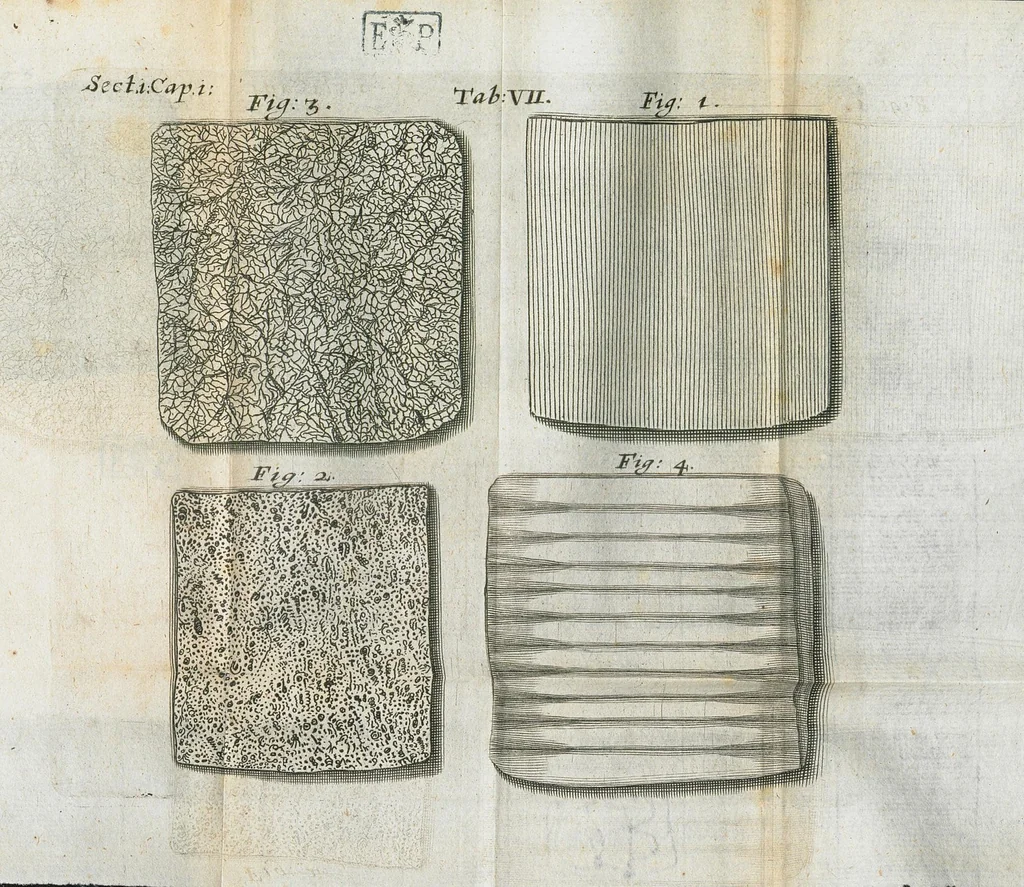 An illustration from Pharmaceutice rationalis, sive Diatriba de medicamentorum operationibus in humano corpore, authore Thoma Willis, M. D. In Univ. Oxon. Prof. Sedleiano, nec non coll. med. Lond. & Societ. Reg. socio. Editio postrema, prioribus emendatior., 1675, leaf 593