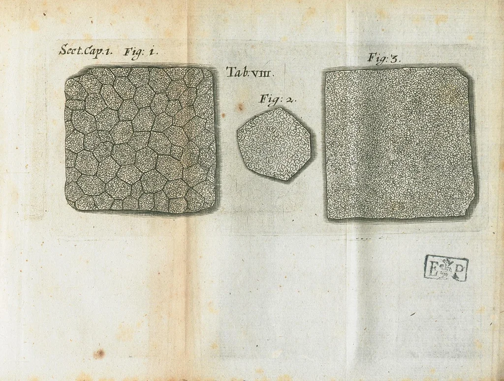 An illustration from Pharmaceutice rationalis, sive Diatriba de medicamentorum operationibus in humano corpore, authore Thoma Willis, M. D. In Univ. Oxon. Prof. Sedleiano, nec non coll. med. Lond. & Societ. Reg. socio. Editio postrema, prioribus emendatior., 1675, leaf 595