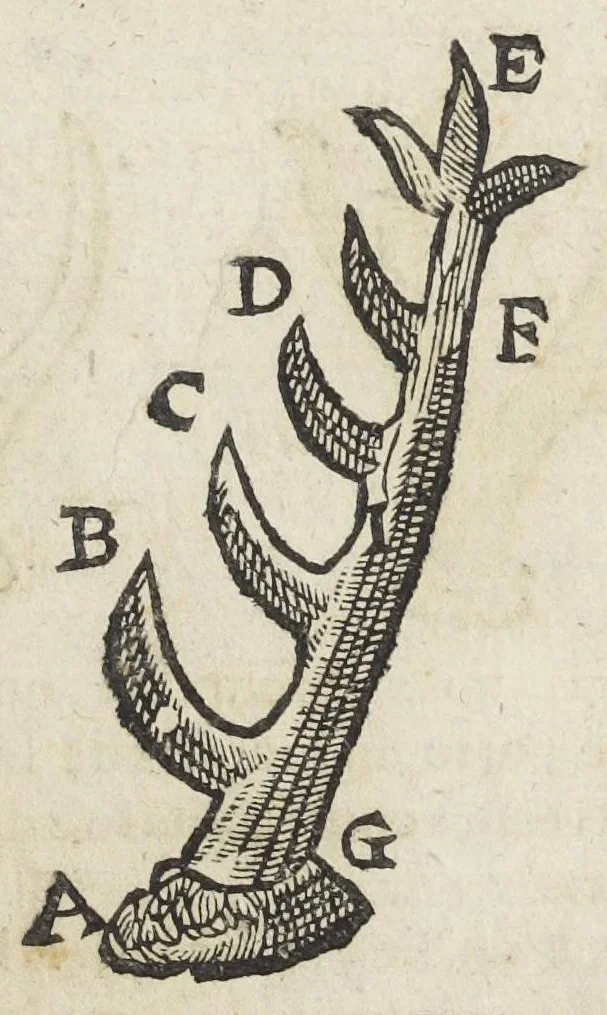 An illustration from Essay des merveilles de nature, et des plus nobles artifices. Piece tres-necessaire à tous ceux qui font profession d'eloquence. Par René François, predicateur du roy. Treiziesme edition. Reveue, corrigée, & augmentée de nouveau., 1657, leaf 29