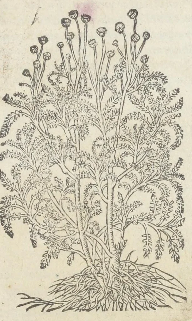 An illustration from Pedanii Dioscoridis Anazarbei, De medicinali materia, Libri sex Joanne Ruellio Suessionensi interprete. Cuilibet capiti additæ annotationes, eruditæ & compendiariæ, è selectiori medicorum promptuario., 1550, leaf 119