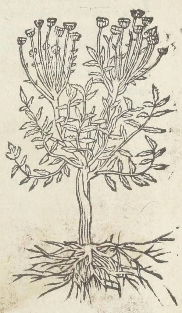 An illustration from Pedanii Dioscoridis Anazarbei, De medicinali materia, Libri sex Joanne Ruellio Suessionensi interprete. Cuilibet capiti additæ annotationes, eruditæ & compendiariæ, è selectiori medicorum promptuario., 1550, leaf 119