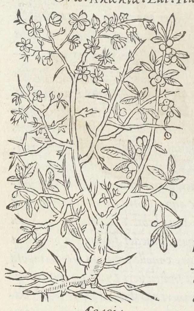 An illustration from Pedanii Dioscoridis Anazarbei, De medicinali materia, Libri sex Joanne Ruellio Suessionensi interprete. Cuilibet capiti additæ annotationes, eruditæ & compendiariæ, è selectiori medicorum promptuario., 1550, leaf 144