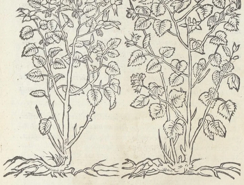 An illustration from Pedanii Dioscoridis Anazarbei, De medicinali materia, Libri sex Joanne Ruellio Suessionensi interprete. Cuilibet capiti additæ annotationes, eruditæ & compendiariæ, è selectiori medicorum promptuario., 1550, leaf 172