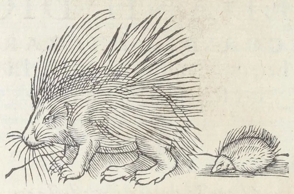 An illustration from Pedanii Dioscoridis Anazarbei, De medicinali materia, Libri sex Joanne Ruellio Suessionensi interprete. Cuilibet capiti additæ annotationes, eruditæ & compendiariæ, è selectiori medicorum promptuario., 1550, leaf 180