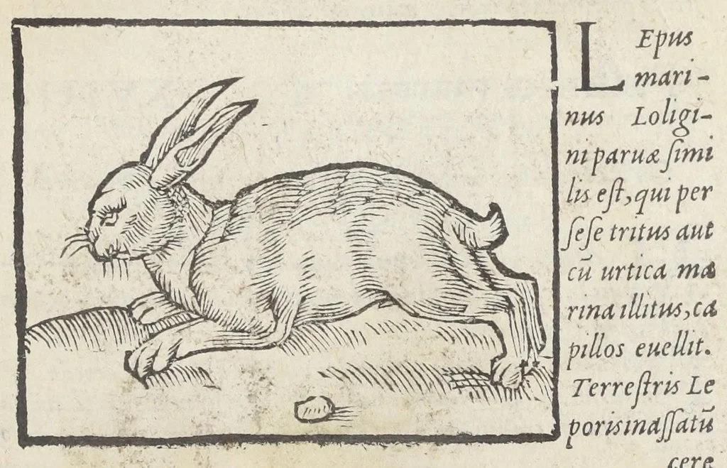 An illustration from Pedanii Dioscoridis Anazarbei, De medicinali materia, Libri sex Joanne Ruellio Suessionensi interprete. Cuilibet capiti additæ annotationes, eruditæ & compendiariæ, è selectiori medicorum promptuario., 1550, leaf 191