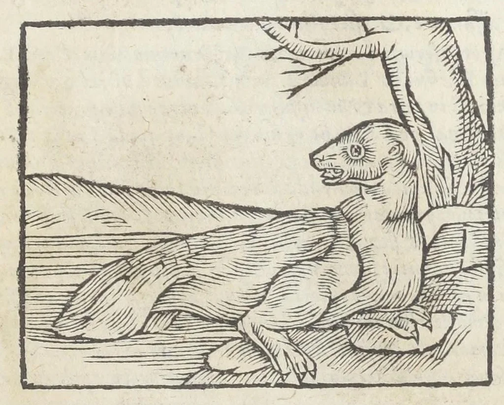 An illustration from Pedanii Dioscoridis Anazarbei, De medicinali materia, Libri sex Joanne Ruellio Suessionensi interprete. Cuilibet capiti additæ annotationes, eruditæ & compendiariæ, è selectiori medicorum promptuario., 1550, leaf 195