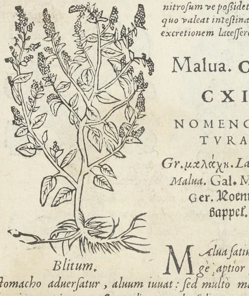 An illustration from Pedanii Dioscoridis Anazarbei, De medicinali materia, Libri sex Joanne Ruellio Suessionensi interprete. Cuilibet capiti additæ annotationes, eruditæ & compendiariæ, è selectiori medicorum promptuario., 1550, leaf 279