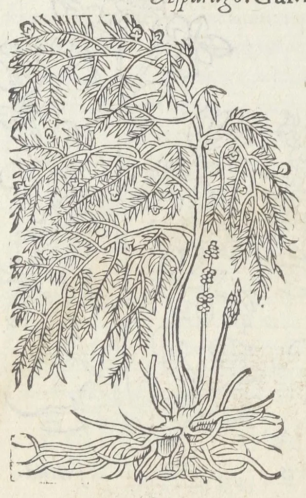 An illustration from Pedanii Dioscoridis Anazarbei, De medicinali materia, Libri sex Joanne Ruellio Suessionensi interprete. Cuilibet capiti additæ annotationes, eruditæ & compendiariæ, è selectiori medicorum promptuario., 1550, leaf 288