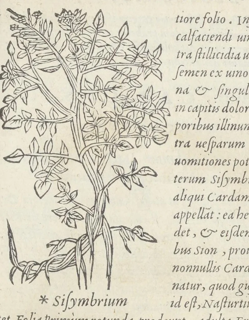An illustration from Pedanii Dioscoridis Anazarbei, De medicinali materia, Libri sex Joanne Ruellio Suessionensi interprete. Cuilibet capiti additæ annotationes, eruditæ & compendiariæ, è selectiori medicorum promptuario., 1550, leaf 293