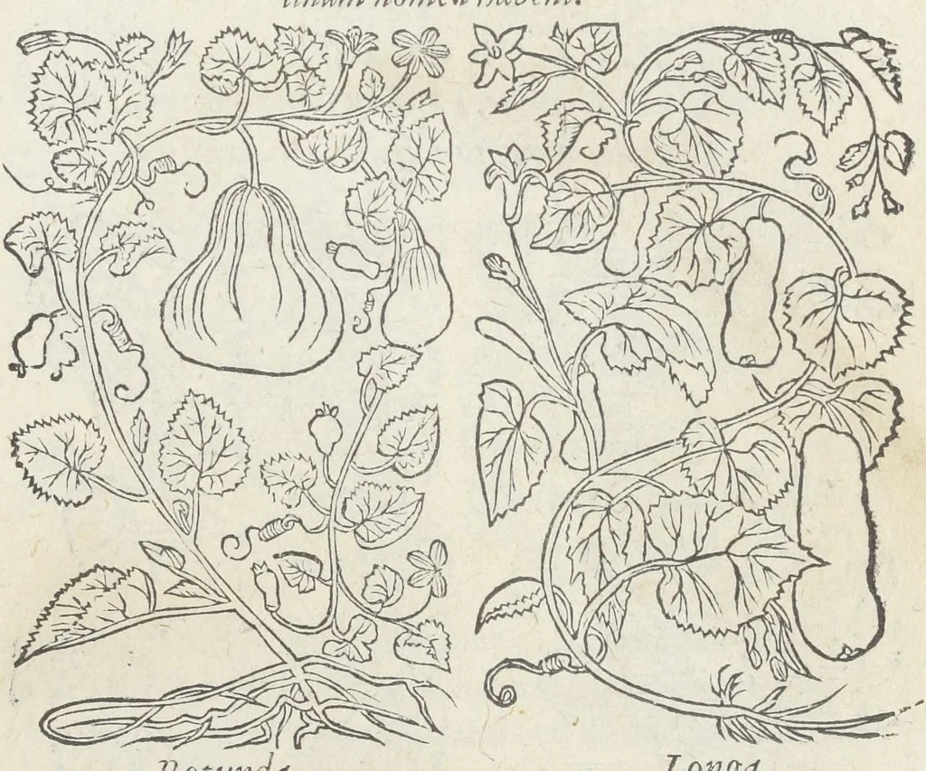 An illustration from Pedanii Dioscoridis Anazarbei, De medicinali materia, Libri sex Joanne Ruellio Suessionensi interprete. Cuilibet capiti additæ annotationes, eruditæ & compendiariæ, è selectiori medicorum promptuario., 1550, leaf 299