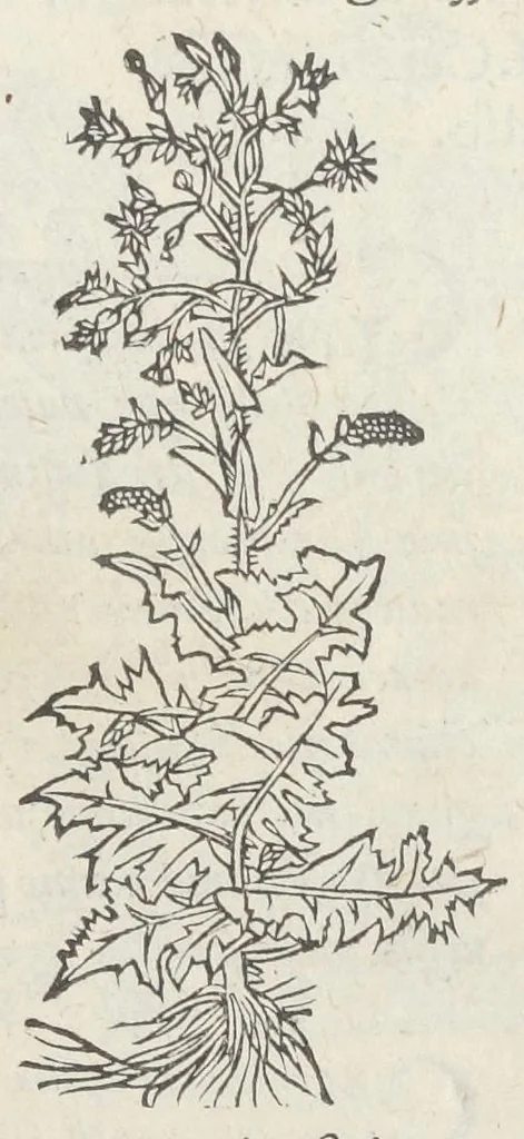 An illustration from Pedanii Dioscoridis Anazarbei, De medicinali materia, Libri sex Joanne Ruellio Suessionensi interprete. Cuilibet capiti additæ annotationes, eruditæ & compendiariæ, è selectiori medicorum promptuario., 1550, leaf 303