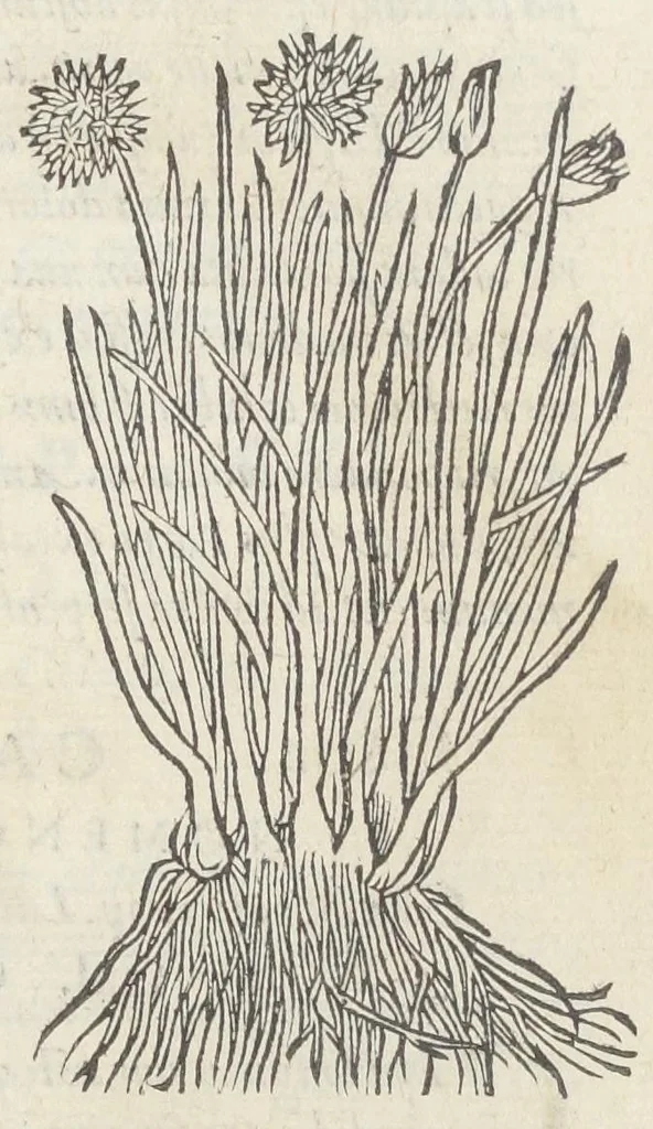 An illustration from Pedanii Dioscoridis Anazarbei, De medicinali materia, Libri sex Joanne Ruellio Suessionensi interprete. Cuilibet capiti additæ annotationes, eruditæ & compendiariæ, è selectiori medicorum promptuario., 1550, leaf 313