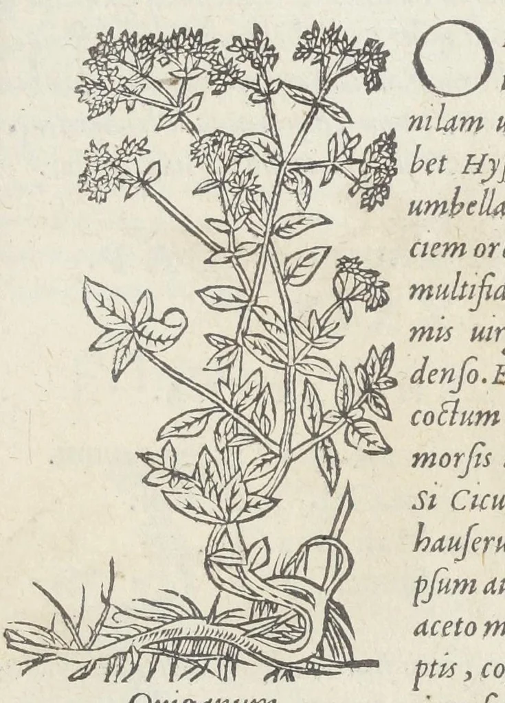 An illustration from Pedanii Dioscoridis Anazarbei, De medicinali materia, Libri sex Joanne Ruellio Suessionensi interprete. Cuilibet capiti additæ annotationes, eruditæ & compendiariæ, è selectiori medicorum promptuario., 1550, leaf 389