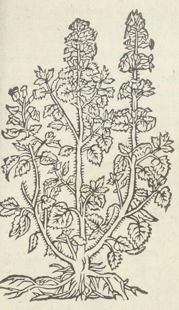 An illustration from Pedanii Dioscoridis Anazarbei, De medicinali materia, Libri sex Joanne Ruellio Suessionensi interprete. Cuilibet capiti additæ annotationes, eruditæ & compendiariæ, è selectiori medicorum promptuario., 1550, leaf 397