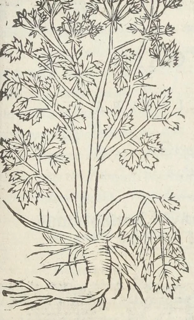 An illustration from Pedanii Dioscoridis Anazarbei, De medicinali materia, Libri sex Joanne Ruellio Suessionensi interprete. Cuilibet capiti additæ annotationes, eruditæ & compendiariæ, è selectiori medicorum promptuario., 1550, leaf 413