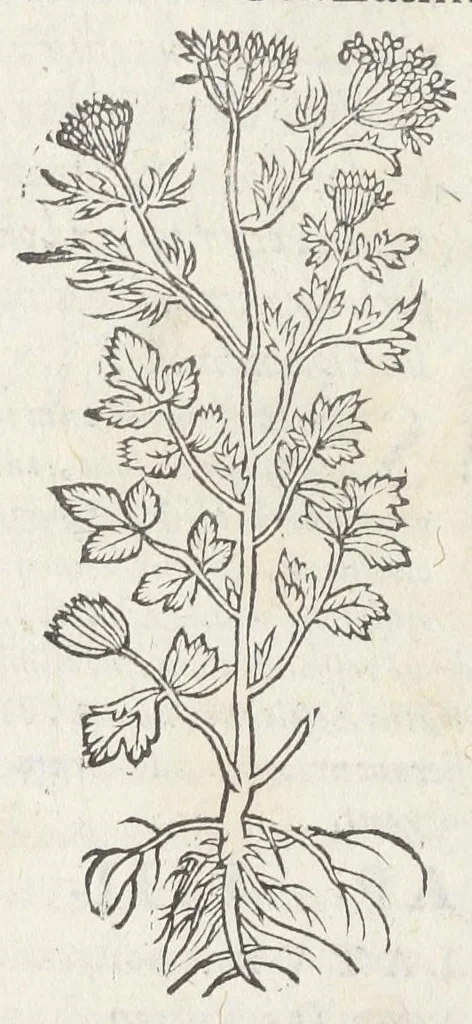 An illustration from Pedanii Dioscoridis Anazarbei, De medicinali materia, Libri sex Joanne Ruellio Suessionensi interprete. Cuilibet capiti additæ annotationes, eruditæ & compendiariæ, è selectiori medicorum promptuario., 1550, leaf 418