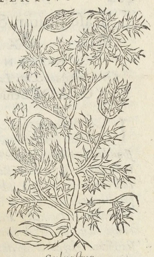 An illustration from Pedanii Dioscoridis Anazarbei, De medicinali materia, Libri sex Joanne Ruellio Suessionensi interprete. Cuilibet capiti additæ annotationes, eruditæ & compendiariæ, è selectiori medicorum promptuario., 1550, leaf 439