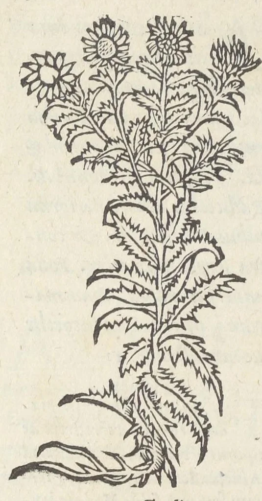 An illustration from Pedanii Dioscoridis Anazarbei, De medicinali materia, Libri sex Joanne Ruellio Suessionensi interprete. Cuilibet capiti additæ annotationes, eruditæ & compendiariæ, è selectiori medicorum promptuario., 1550, leaf 452