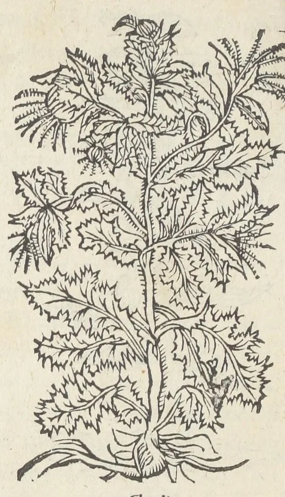 An illustration from Pedanii Dioscoridis Anazarbei, De medicinali materia, Libri sex Joanne Ruellio Suessionensi interprete. Cuilibet capiti additæ annotationes, eruditæ & compendiariæ, è selectiori medicorum promptuario., 1550, leaf 452