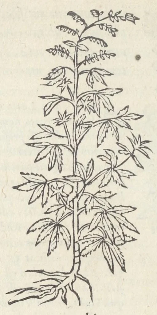 An illustration from Pedanii Dioscoridis Anazarbei, De medicinali materia, Libri sex Joanne Ruellio Suessionensi interprete. Cuilibet capiti additæ annotationes, eruditæ & compendiariæ, è selectiori medicorum promptuario., 1550, leaf 500