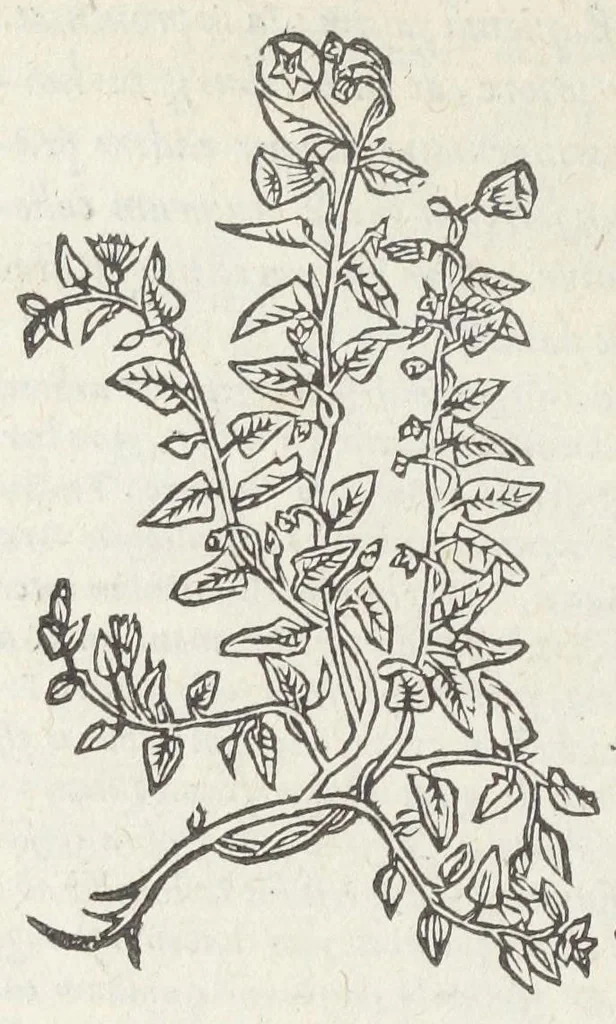 An illustration from Pedanii Dioscoridis Anazarbei, De medicinali materia, Libri sex Joanne Ruellio Suessionensi interprete. Cuilibet capiti additæ annotationes, eruditæ & compendiariæ, è selectiori medicorum promptuario., 1550, leaf 540