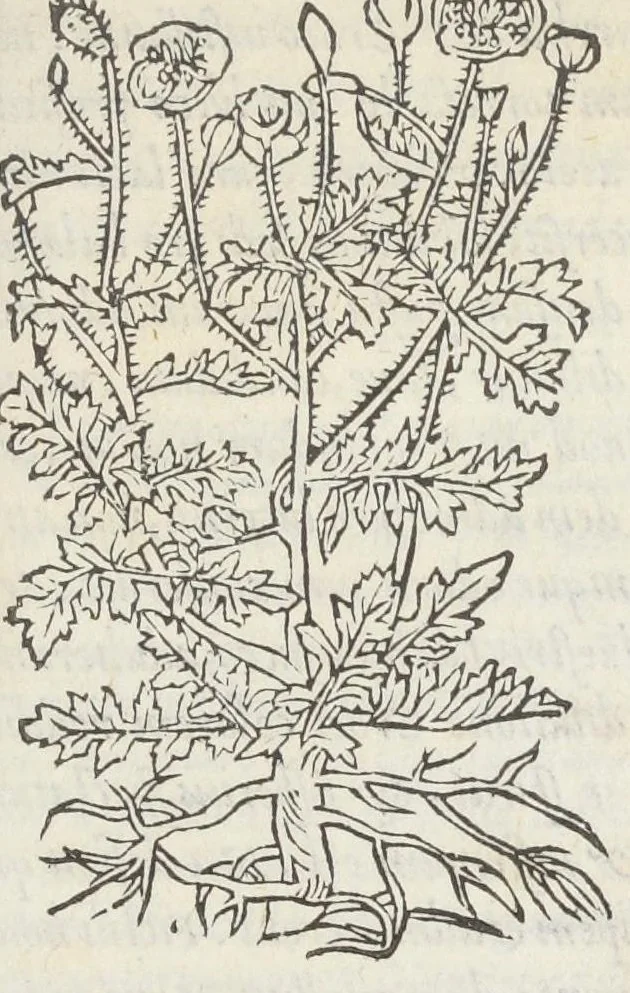 An illustration from Pedanii Dioscoridis Anazarbei, De medicinali materia, Libri sex Joanne Ruellio Suessionensi interprete. Cuilibet capiti additæ annotationes, eruditæ & compendiariæ, è selectiori medicorum promptuario., 1550, leaf 561