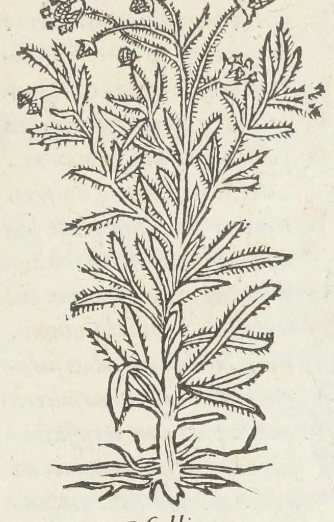 An illustration from Pedanii Dioscoridis Anazarbei, De medicinali materia, Libri sex Joanne Ruellio Suessionensi interprete. Cuilibet capiti additæ annotationes, eruditæ & compendiariæ, è selectiori medicorum promptuario., 1550, leaf 569