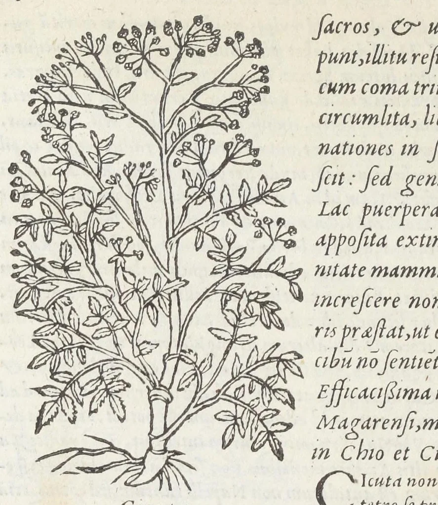 An illustration from Pedanii Dioscoridis Anazarbei, De medicinali materia, Libri sex Joanne Ruellio Suessionensi interprete. Cuilibet capiti additæ annotationes, eruditæ & compendiariæ, è selectiori medicorum promptuario., 1550, leaf 578